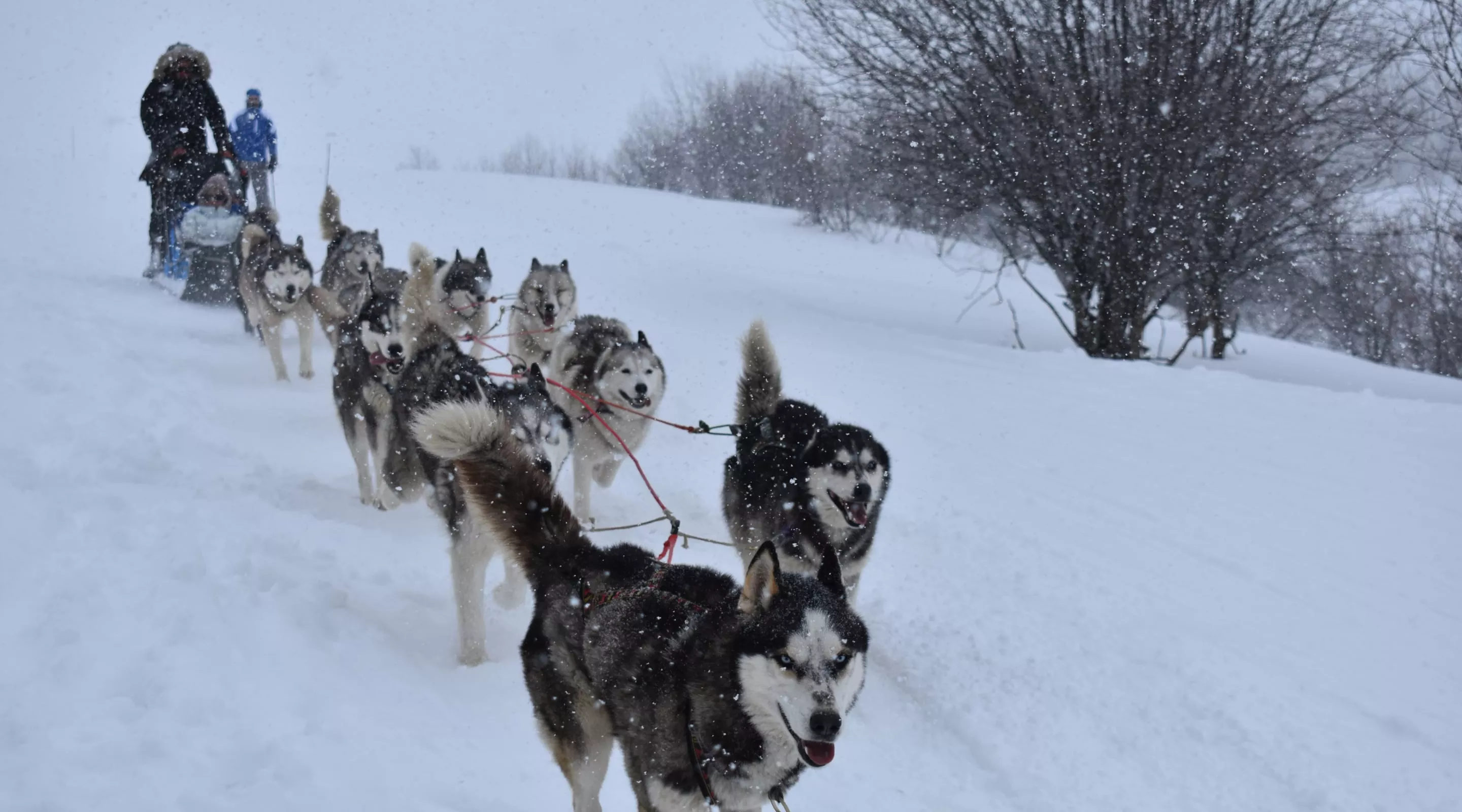 sortie Chien de traineau