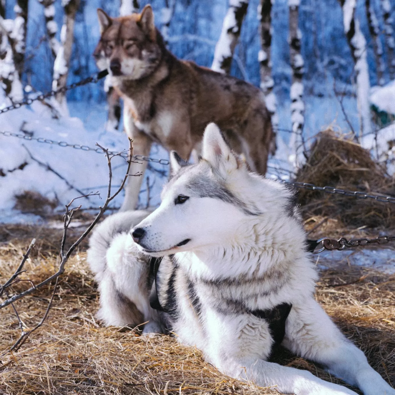 Chien de traineau allongé