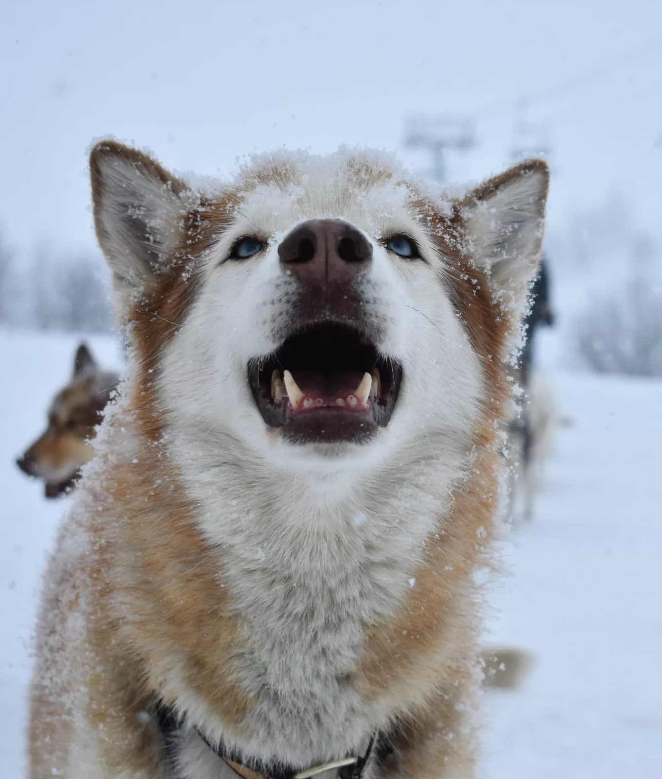 Chien de traineau