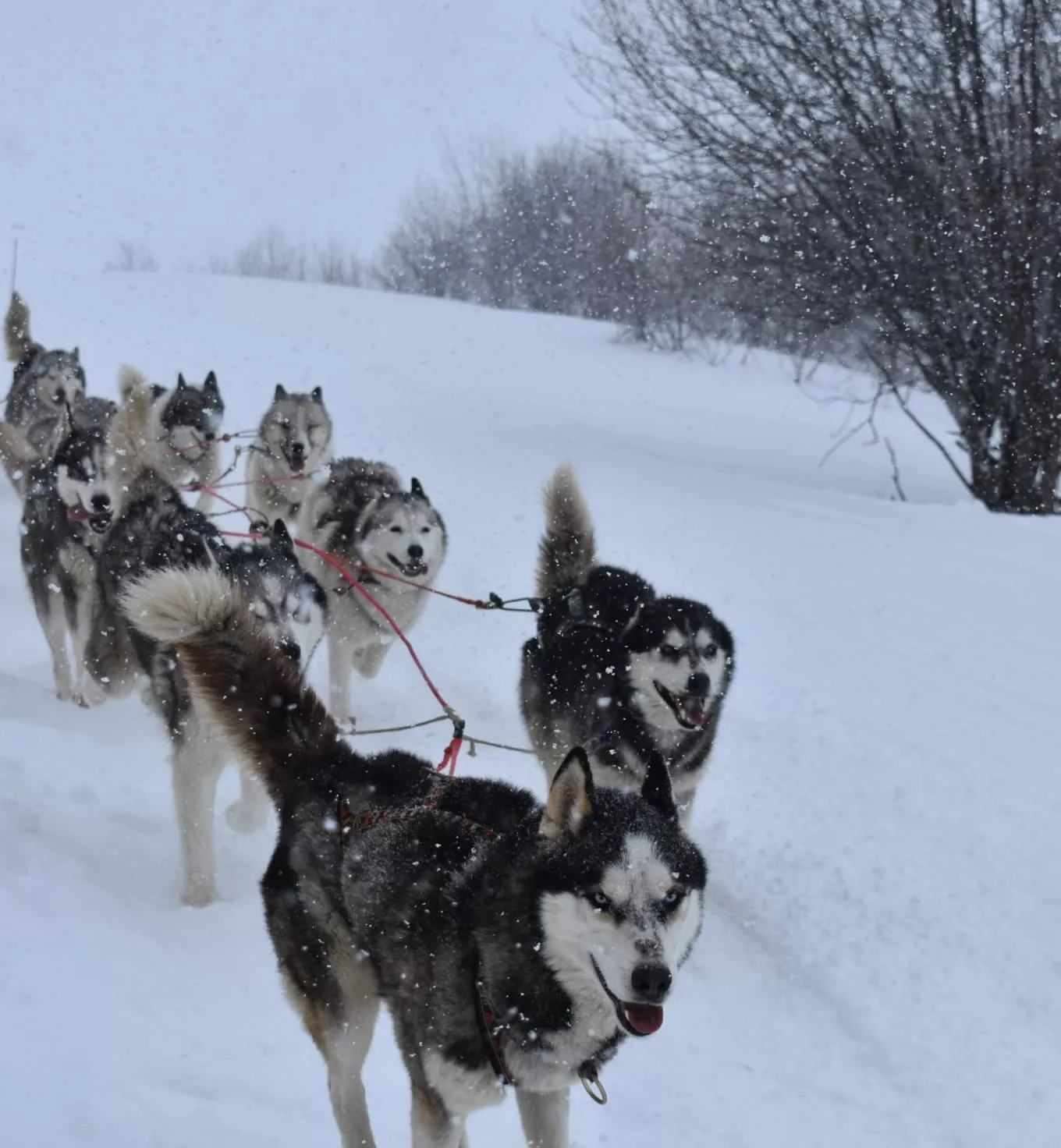 Chien de traineau